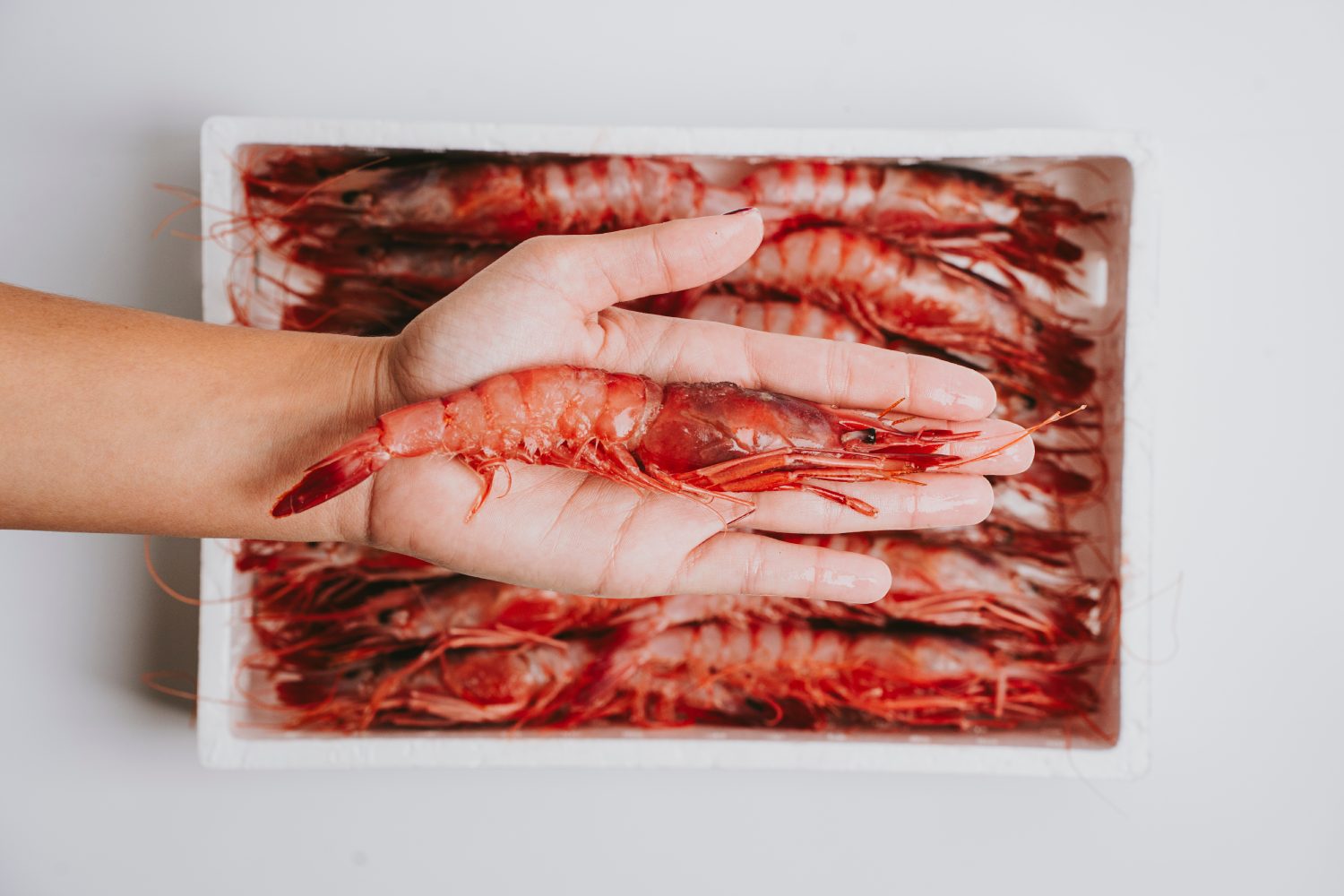 Gamba Roja Fresca - Imagen 3