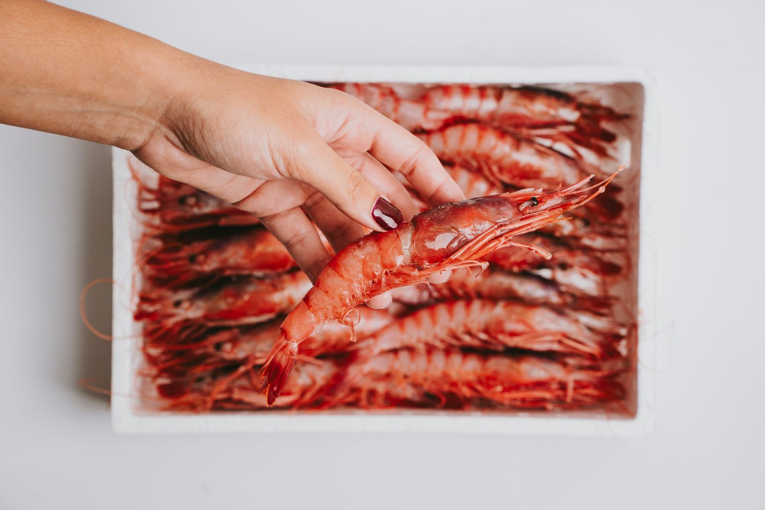 Gamba Roja Fresca - Imagen 4