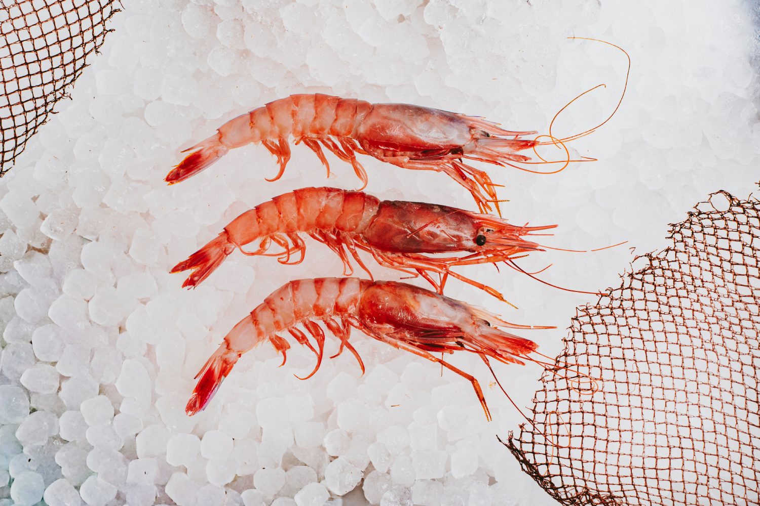 Gamba Roja Fresca - Imagen 5