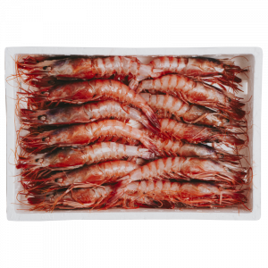 Gamba Roja Fresca